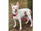 Adopt Piglet a Pit Bull Terrier, Mixed Breed