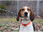 Adopt Dixie a Treeing Walker Coonhound, Mixed Breed