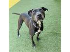 Adopt Linda Loo a Pit Bull Terrier, Mixed Breed