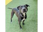 Adopt Linda Loo (in foster) a Pit Bull Terrier, Mixed Breed