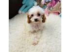 Cavapoo Puppy for sale in Hampstead, NC, USA