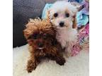 Cavapoo Puppy for sale in Hampstead, NC, USA