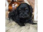 Cavapoo Puppy for sale in Koshkonong, MO, USA