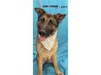 Adopt Larue a German Shepherd Dog