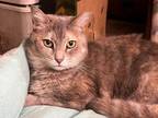 Adopt Tammy a Tabby, Dilute Tortoiseshell