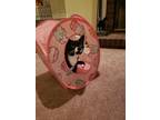 Adopt Rosalie a Domestic Short Hair