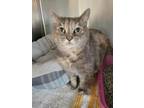 Adopt Madame Trinkets a Domestic Short Hair