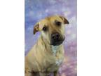 Adopt Bailey a Labrador Retriever, Pit Bull Terrier