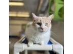 Adopt Mattie a Domestic Short Hair