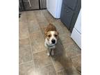 Adopt Daisy a Cattle Dog, Beagle