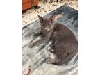 Adopt Earline a Domestic Short Hair