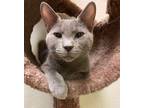 Adopt Blue a Domestic Short Hair