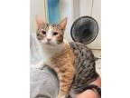 Adopt Aurora a Calico, Domestic Short Hair