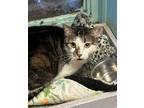 Adopt Althea a Domestic Short Hair