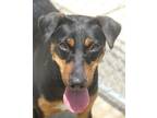 Adopt Hattie 24 a Labrador Retriever, Doberman Pinscher