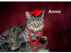 Adopt Annie a Tabby