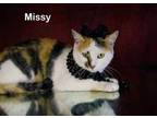 Adopt Missy a Calico