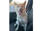 Adopt Attie a Siberian Husky