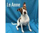 Adopt Le Anne a Pit Bull Terrier, Pointer
