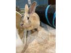 Adopt Athena RABBIT a Rex