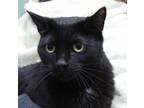 Adopt Marilyn a Domestic Short Hair