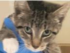 Adopt Rummy - sweet kitten a Domestic Short Hair