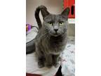 Adopt Smokey Jo a Domestic Short Hair