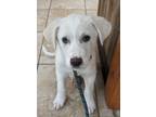 Adopt Peppermint "Patty" Peanuts a Great Pyrenees, Anatolian Shepherd