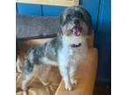 Adopt Della a Shih Tzu