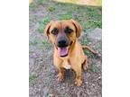 Adopt Clementine a Boxer, Mixed Breed