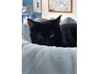 Adopt Sweet Tart a Domestic Short Hair