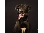 Adopt Regina a Black Labrador Retriever, Mixed Breed