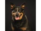 Adopt Xena a Australian Cattle Dog / Blue Heeler