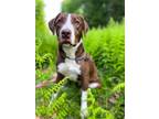 Adopt Lilly a Labrador Retriever, Pit Bull Terrier