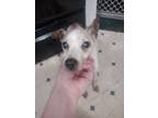 Adopt Angel a Jack Russell Terrier