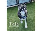 Adopt Tala a Siberian Husky / Mixed dog in Dalton, GA (33782196)