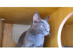Adopt Ushi 6112 a Gray or Blue Domestic Shorthair / Mixed cat in Dallas