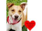 Adopt Buddy a White - with Tan, Yellow or Fawn Mixed Breed (Medium) dog in San