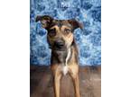 Adopt Maui a Black - with Brown, Red, Golden, Orange or Chestnut Shepherd