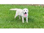 Labrador Retriever Puppy for sale in Springfield, MO, USA