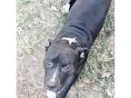 Adopt BUBBA a Black - with White American Staffordshire Terrier / Mixed dog in