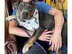 Adopt Mickey a Gray/Blue/Silver/Salt & Pepper Beagle / American Pit Bull Terrier