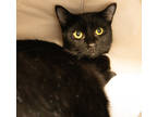Adopt Buddy a All Black Domestic Shorthair / Domestic Shorthair / Mixed cat in