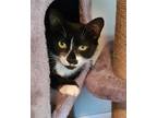 Adopt Sparkle a Black & White or Tuxedo Domestic Mediumhair (medium coat) cat in