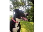 Adopt Chantilly (in NE) a Black - with White Labrador Retriever / Mixed dog in