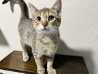 Adopt Kimi a Brown Tabby Domestic Shorthair (short coat) cat in Greensboro