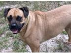 Adopt Big Girl, Big LOVE a Brown/Chocolate - with Black Black Mouth Cur /
