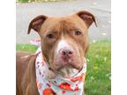 Adopt Lincoln a Staffordshire Bull Terrier / Mixed dog in Troy, OH (38214313)