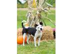 Adopt Clara a Mixed Breed (Medium) / Mixed dog in Dearborn, MI (38116228)