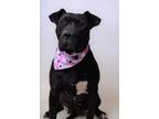 Adopt 23-010D Kimmie/ Black a Black American Pit Bull Terrier / Mixed dog in